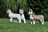 SIBERIAN HUSKY 394